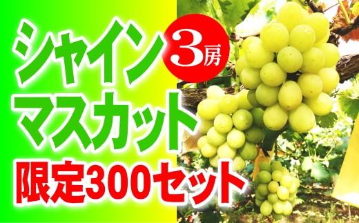 【2026年8月下旬より順次発送】 シャインマスカット 3房 優品 | ぶどう フルーツ ハウス栽培 | 送料無料 産地直送