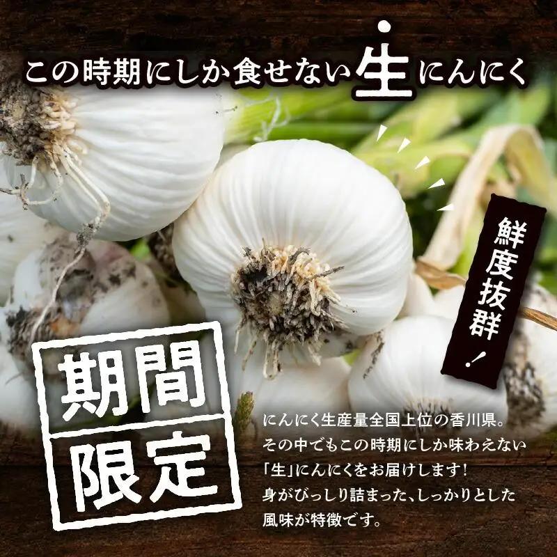 加工用 訳あり 生にんにく 約4kg【2026-5月上旬～2026-6月上旬配送】| にんにく