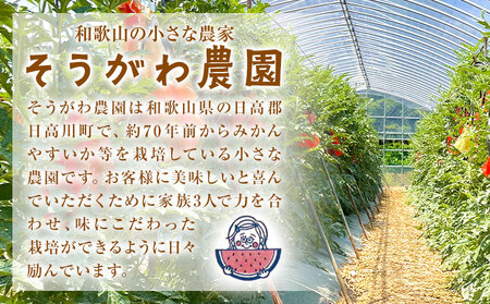 【先行予約】空中育ちの大玉すいか 祭ばやし 6kg以上 1玉 そうがわ農園 《2026年6月下旬-8月上旬頃出荷》｜スイカスイカスイカ