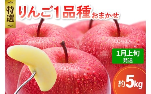 【2026年1月上旬発送】 【特選】 旬の美味しい りんご 約5kg 青森産 【おまかせ1品種】