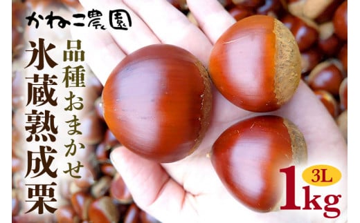 笠間の栗・かねこ農園の氷蔵熟成栗　品種おまかせ1kg（3L）