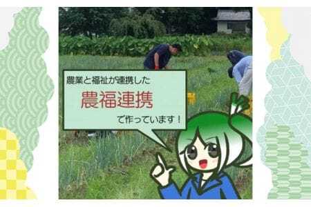 越津ねぎ　約5kg ／ 野菜 国産 伝統野菜 甘み 柔らかい ネギ 送料無料 愛知県 No.142