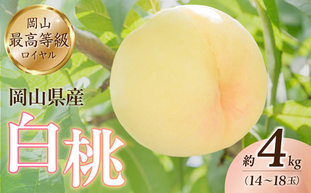 岡山県産白桃（ロイヤル） 約4kg【６月中旬～８月上旬発送予定 白桃 もも フルーツ モモ ロイヤル 糖度最上級 岡山県産 くだもの王国岡山 】