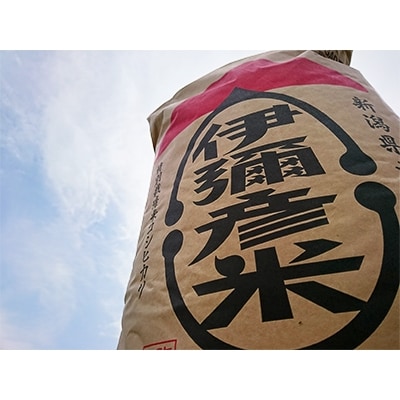 【令和6年産・皇室献上米　伊彌彦米コシヒカリ】玄米30kg　(2018年新嘗祭献上)