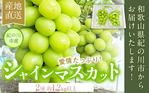 シャインマスカット 大粒 約1.2kg(600g前後×2)ｍ＆ｎ果実園《8月下-10月上旬頃より出荷予定》和歌山県 紀の川市