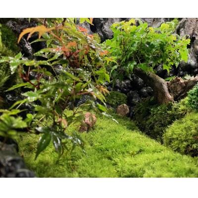 ふるさと納税 能勢町 苔テラリウム |  | 01