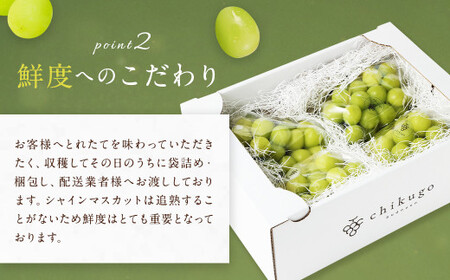 シャインマスカット 農園直送｜収穫当日発送・アフター保証 約1.8kg（3〜4房）【2026年9月上旬～10月上旬発送予定】福岡県産 フルーツ ぶどう