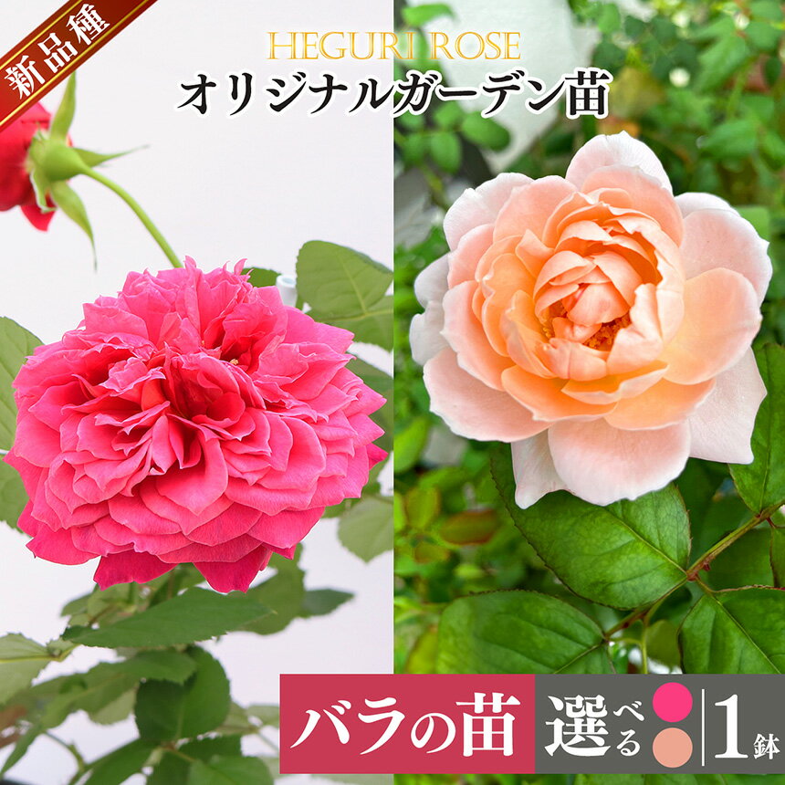 【ふるさと納税】オリジナルガーデン苗 四季咲き | ローズ フラワー 花 新鮮 高品質 綺麗 平群のバラ 苗 四季咲き 平群ローズ 奈良県 平群町