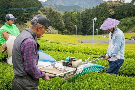 そのぎ茶 緑茶 そのぎ茶《茶縁》「つゆひかり」100g 2袋入