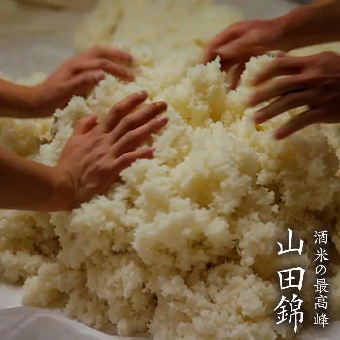 糸島 を 味わう セット ！ ハネ木 搾り の 酒 と 梅酒 の セット しらうめ「 香 」 《糸島》【白糸酒造】 [AVA003]