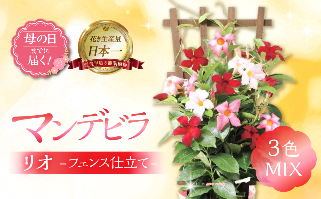 《母の日までにお届け》マンデビラ リオ 3色MIX フェンス仕立て 花 花 鉢植え 鉢 鉢花 花 観葉植物 植物 5号鉢 人気 おしゃれ かわいい 母の日 プレゼント 贈り物 贈答 ギフト 冬 フラワーギフト 母の日 ありがとう お母さん 母 記念日