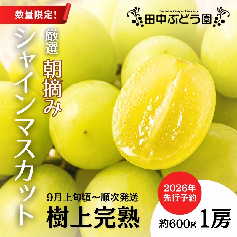 ＜2026年発送分　先行予約受付中！！＞ 厳選朝採りシャインマスカット 約600g 1房 ｜ 樹上完熟 産地直送 厳選 朝採りフルーツ ぶどう 果物 大粒 高級 ブドウ 葡萄 ギフト 大阪 河内長野 