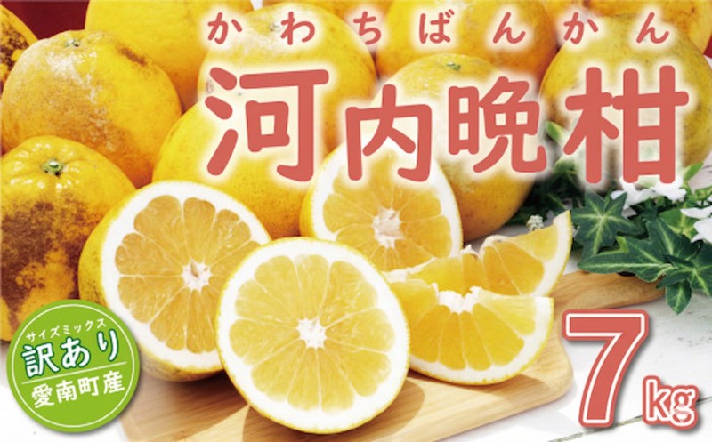 
                  訳あり 河内晩柑 7kg (サイズミックス) 7000円 傷み保証500g みかん かわちばんかん 愛南ゴールド あいなん ゴールド 美生柑 文旦 グレープフルーツ 和製 家庭用 産地直送 国産 農家直送 糖度 果樹園 期間限定 数量限定 特産品 ゼリー ジュース 人気 限定 さわやか 甘い フルーツ 果物 柑橘 蜜柑 規格外 愛南町 愛媛県 ミッチーのおみかん畑
                