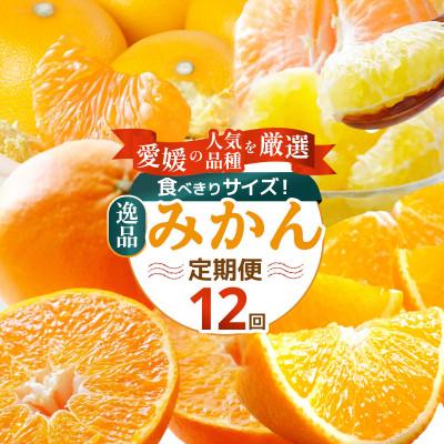 ふるさと納税 八幡浜市 【発送月固定定期便】食べ切り少量サイズ 愛媛の人気品種!柑橘定期便(秀品)全12回【H25-156】