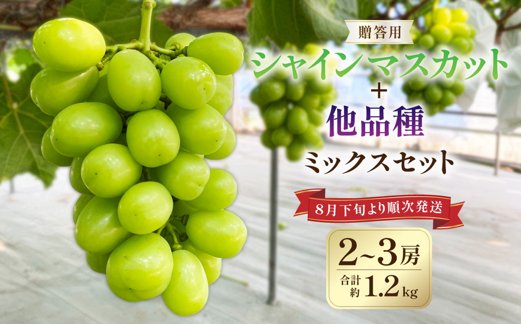 
                  贈答用！ シャインマスカット と他品種ミックス 約1.2kg以上 フルーツ 果物 くだもの マスカット ぶどう 葡萄 【2026年8月下旬～2026年9月上旬まで順次発送予定】
                