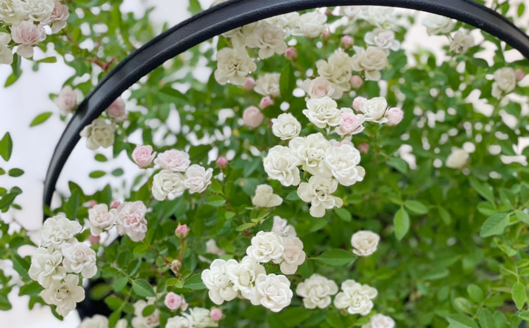 
            【チョイス限定】 四季咲き ミニバラ (白) 栽培マニュアル付き 【2026年5月上旬～6月上旬迄順次発送予定】 薔薇 花 栽培 ミニ
          