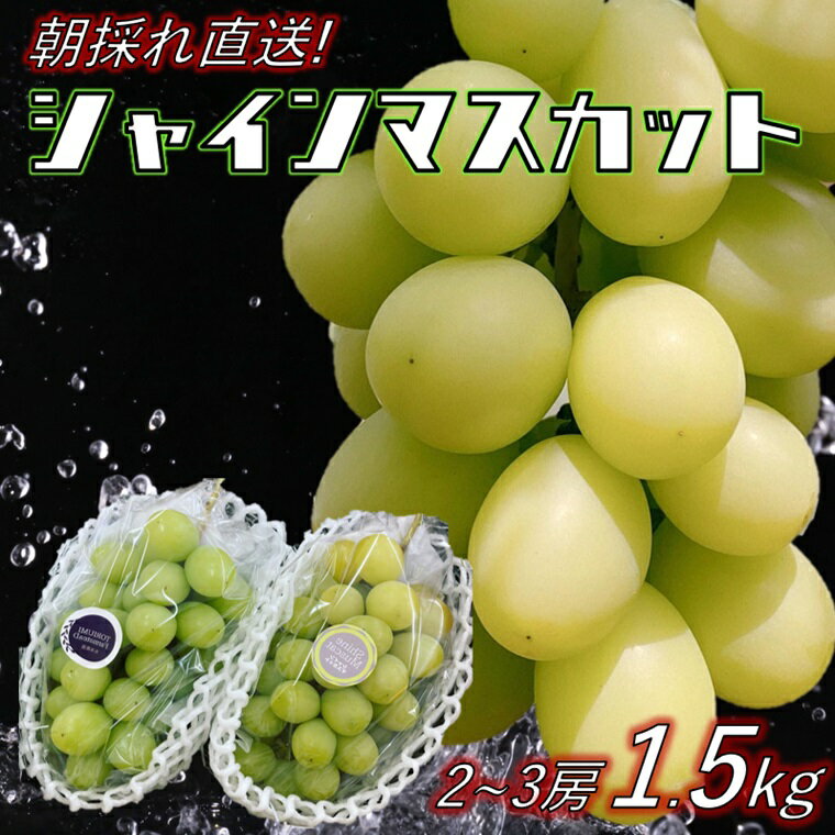 【ふるさと納税】朝採れシャインマスカット・2~3房1.5kg