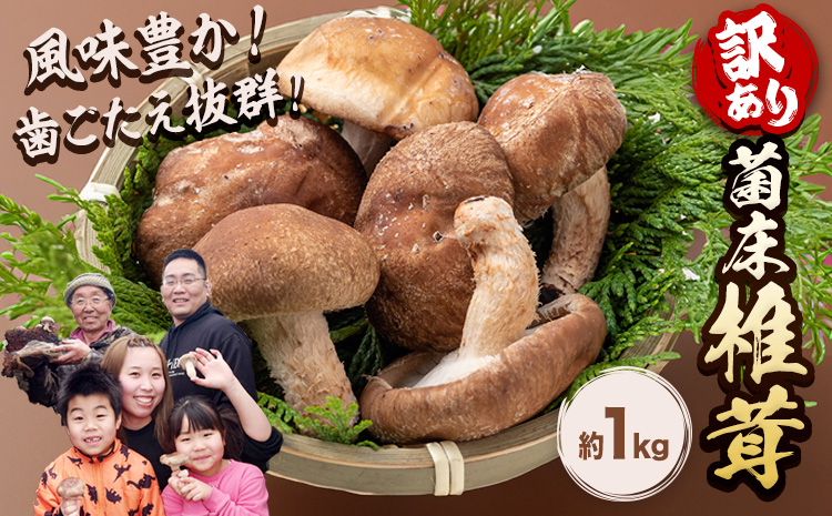椎茸 きのこ 訳あり 菌床椎茸 1kg サイズ未選別 motochi農園《11月上旬-3月中旬に出荷予定(土日祝除く)》 岩手県 九戸村 野菜 岩手県産 国産 お取り寄せ 送料無料 大きい 不揃い シ