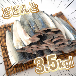 訳あり 塩サバ 腹骨取り 約3.5kg 【12月以降配送】 サバ