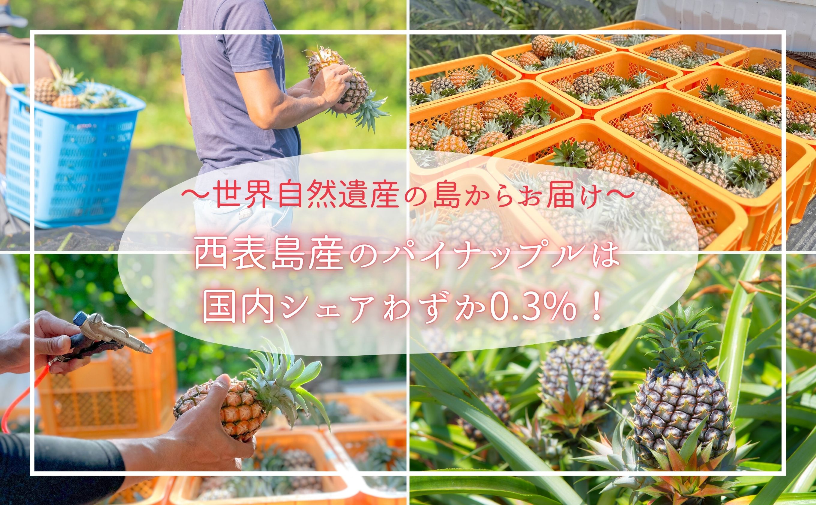 【ピーチ定期便★約4kg×3回】☆新感覚☆ 桃のような芳醇な香りのする『西表島産 完熟ピーチパイン』　西表島ナウパカ