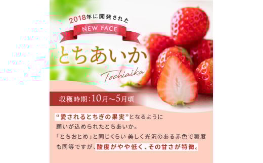 【栃木県共通返礼品】ぎっしり とちあいか 1.2kg | いちご日本一 応援  とちあいか 食べ比べ 数量 限定 共通 返礼品 ストロベリー 人気 果物 フルーツ 限定品種  栃木県 特産品 下野市 送料無料