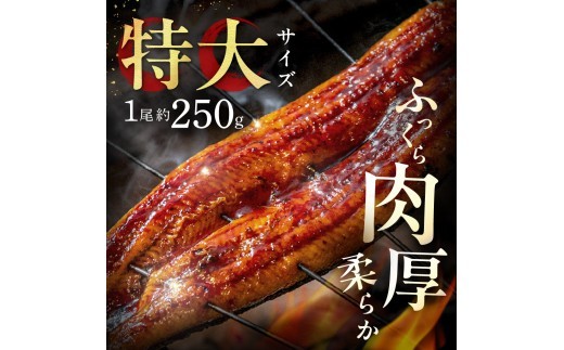 【3回定期便】うなぎ蒲焼き1.0kg以上(250g以上×4尾)【魚住商店】_HB0225 うなぎ 鰻 蒲焼 真空パック 福岡県宗像市 宗像市 福岡 宗像