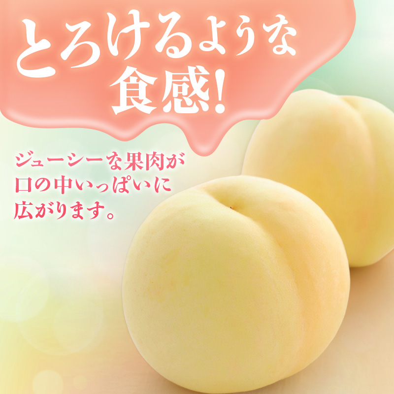【2026年先行受付】 白桃 シャインマスカット 晴王 約1.2kg セット 桃 2玉 ぶどう 1房 岡山県産  御中元 ギフト 御礼 プレゼント 御礼 御祝 御供 果物 くだもの フルーツ もも モ