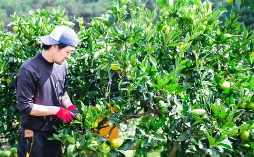 愛媛みかん 訳あり 早生みかん 10kg 誉農園 先行予約 愛媛ミカン 愛媛蜜柑 みかん 蜜柑 mikan 果物 くだもの フルーツ 柑橘 みかん 蜜柑 数量限定 農家直送 産地直送 国産 愛媛 宇和