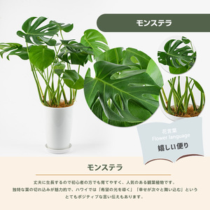 【観葉植物】モンステラ50cm～70cm Green Farm M IB075-011 観葉植物 ※北海道・沖縄・離島配送不可