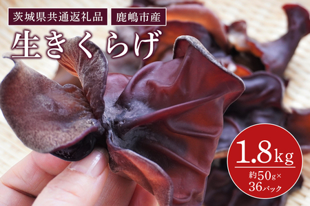 きくらげ　1パック50g×36パック（茨城県共通返礼品・鹿嶋市産） GJ-001