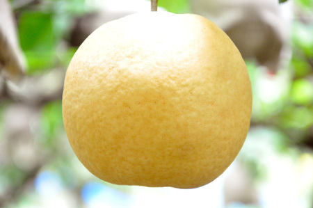 先行予約 新潟オリジナル和梨 新王 約3kg [2024年発送分] 贈答用 新潟県 三条市産 [三条果樹専門家集団]【016P041】