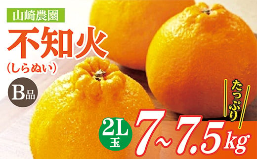 
            【数量限定】コクのある甘みとさわやかな酸味 不知火 しらぬい B品 7～7.5kg 2L玉 【３月末頃から順次発送】| 山崎農園の不知火（しらぬい） ２Ｌ玉 ７～７.５ｋｇ Ｂ品 _b-122
          