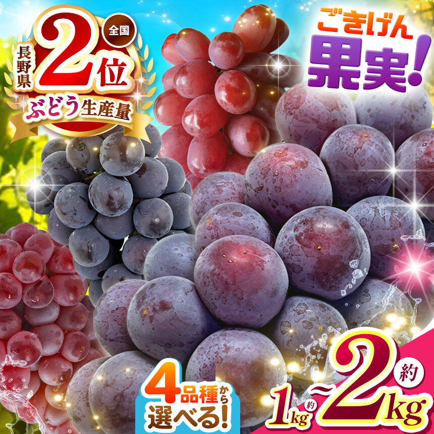 【ふるさと納税】【2026年発送】先行受付 葡萄 | 長野県産 ぶどう 選べる 品種 4種類 ｜ ぶどう 葡萄 クイーンルージュ®　デラウェア 巨峰 ピオーネ 種なし 選べる種類 果物 フルーツ 新鮮 信州産 先行予約 長野県 松本市 産地直送 果実 旬 オススメ 人気