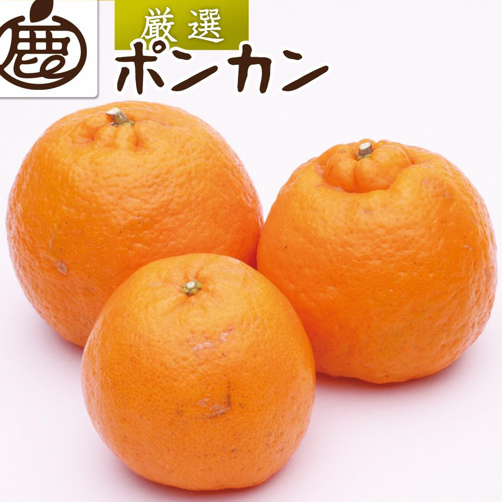 厳選 ポンカン10kg+250g（傷み補償分）［IKE257］