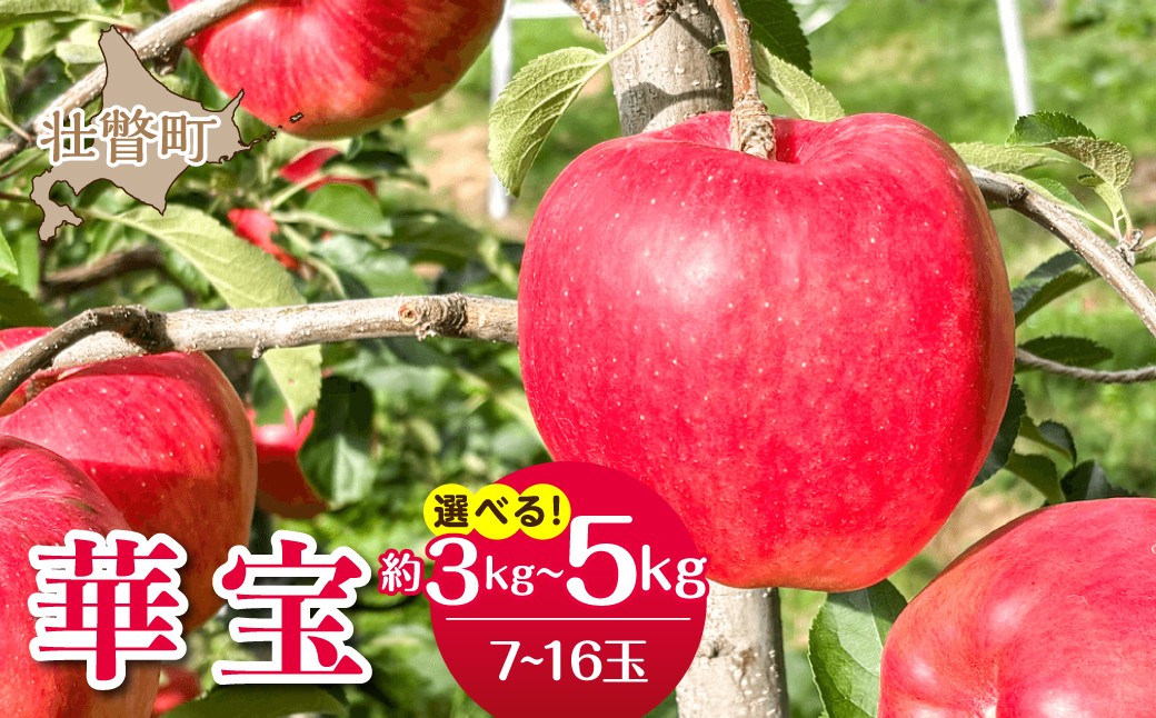 
                  【先行予約】北海道壮瞥町産りんご「華宝」＜2026年10月上旬よりお届け＞選べる内容量　7～16玉 約3kg・5kg  【ふるさと納税 人気 おすすめ ランキング りんご リンゴ 林檎 かほう 甘い 蜜入り ジュース 酢 送料無料】 SBTF014
                