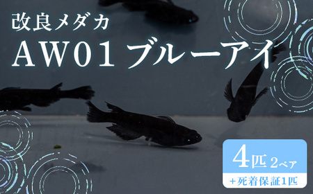 679 メダカ AW01 ブルーアイ 2ペア(4匹) 改良メダカ【トリハタめだか】