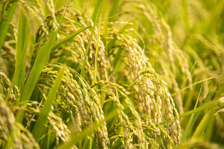 青天の霹靂 (特別栽培米) 白米10kg 令和5年産 青森県産米 [お申込み後に精米]｜2023年産 新米 つがる市 お米 米 こめ へきれき [0362]