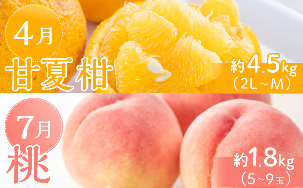 坂出市「旬のフルーツを味わう6回」定期便 【発送月：2月・4月・7月・9月・11月・12月】