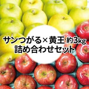 【25年9月出荷予定】糖度13度以上保証! 黄王×サンつがる 約3kg 訳あり クール便【配送不可地域：離島・沖縄県】【1613856】