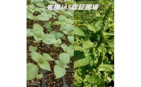 【えごま油】浜田市旭町産 3本個包装 ☆有機JAS認証 調味料 油 えごま油 無添加 えごま 有機 JAS認証 低温圧搾 個包装 セット 【1111】