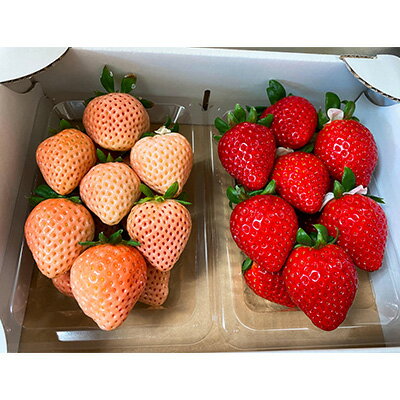 【ふるさと納税】紅白いちご「あまりん（赤）」と「淡雪（白）」2パック