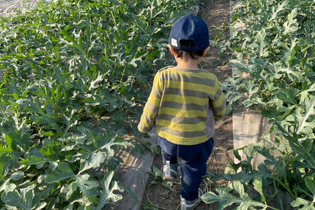 AJ635 【令和8年度出荷分】 まるき農園 大玉スイカ 4Lサイズ（10kg以上） [ スイカ すいか 西瓜 大玉 大きい 2L 3L まるき農園 長崎県 島原市]