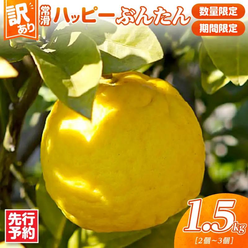 【先行予約】【訳あり】常滑ハッピーぶんたん 1.5kg（2～3個）｜ぶんたん フルーツ 常滑市