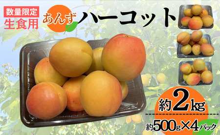 【2026年先行予約】生食用あんず  ハーコット (約500g×4パック) | あんず