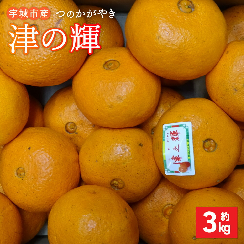 【ふるさと納税】【先行予約】 みかん 津の輝 つのかがやき 約3kg 15玉〜25玉 【2026年2月上旬～2026年4月下旬頃順次発送予定】 柑橘 宇城市産 熊本県産 九州産 国産 送料無料 吉田レモニー
