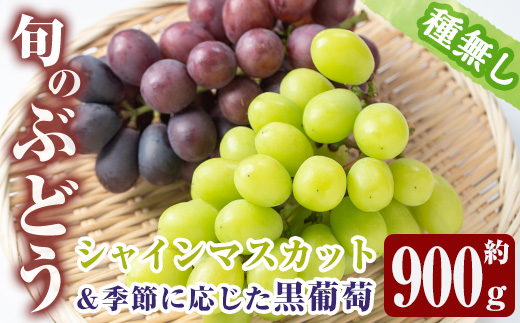y377 ≪期間限定！先行予約受付中！2025年8月中旬以降順次発送≫  シャインマスカット・黒ぶどうセット(計2房・約900g) 国産 鹿児島産 シャインマスカット マスカット 葡萄 ぶどう ブドウ クインニーナ ナガノパープル 果物 くだもの フルーツ 旬【大倉野 隆】