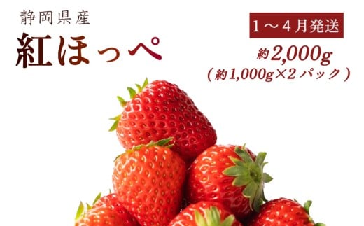 【1~4月発送】 紅ほっぺ 2000g以上 いちご 1000g×2パック イチゴ 冷蔵発送 苺 2kg 土耕栽培 フルーツ 果物 スイーツ デザート朝摘み ストロベリー おやつ 完熟 直送 ギフト 家庭用 贈答用 贈答 ギフト 贈り物 甘い ブランド ジャム アレンジ フルーツサンド 農家直送 ベリー 産地直送 国産 おすすめ 森木農園 静岡県 牧之原市 ~土耕栽培だから濃くて甘い!~
