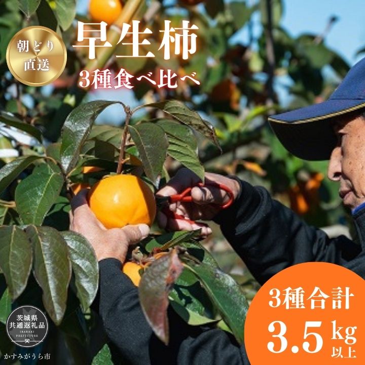 【ふるさと納税】早秋柿・太雅柿・太秋柿　早生柿3種食べ比べセット（茨城県共通返礼品・かすみがうら市産) / 柿 カキ かき 早秋柿 太雅柿 太秋柿 食べ比べ 果物 フルーツ 3.5kg 果物 フルーツ 産地直送 ギフト 贈答 利根町