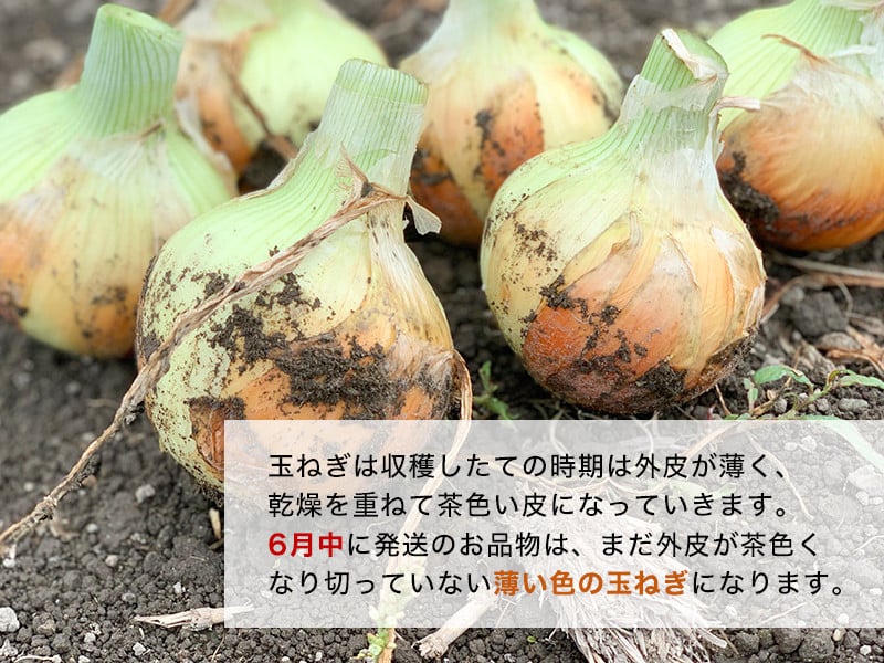 【１０kg】兵庫県認証食品★特別栽培★淡路島たまねぎ