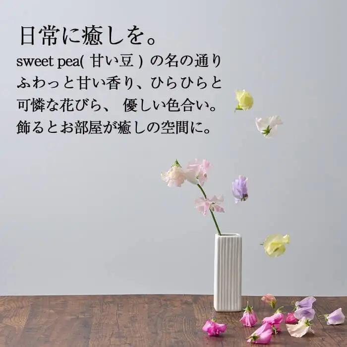 ＜先行予約受付中！2027年1月から順次発送予定＞＜A品＞スイートピーミックス(50本)花 常温 【AL-3】【安田農園】